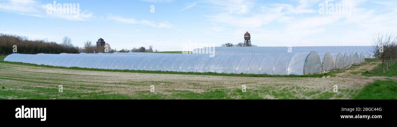 Lamiera di plastica mascherante un campo di fragole, Dortmund, zona della Ruhr, Renania Settentrionale-Vestfalia, Germania, Europa Foto Stock