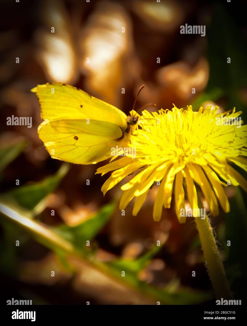 Una bella farfalla di pietra gialla seduta su un fiore di Hawkbit Foto Stock