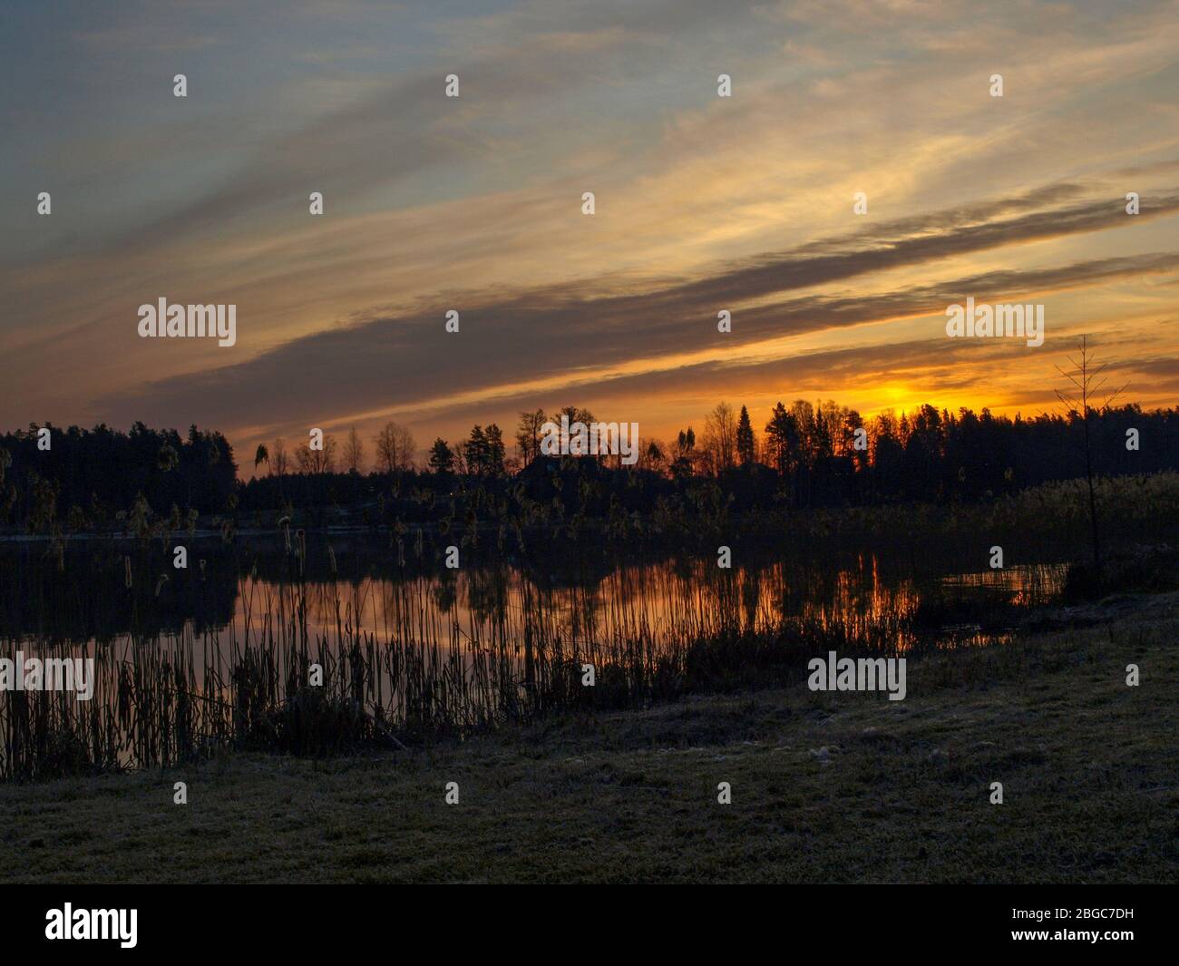 Alba viola con immagini speculari nel lago, canne secche in primo piano, Lago Vaidava, Lettonia Foto Stock