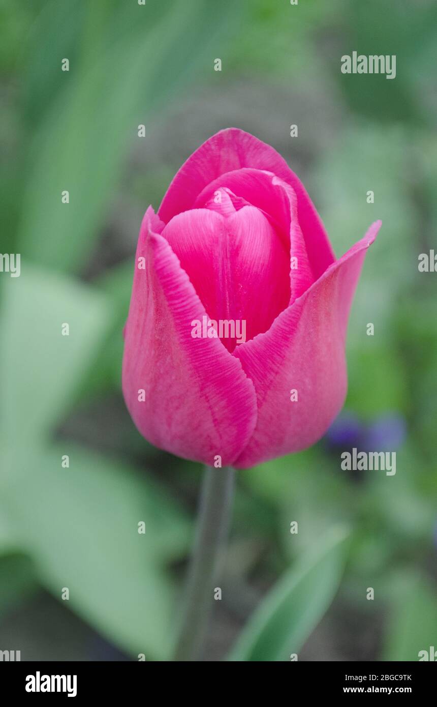 Tulipano Rosa In Giardino Tulipani Rosa Freschi Primavera Sfondo Sfocato E Tulipani Tulipano Rosa Trionfo Barcellona Fiori Su Sfondo Verde Primavera Foto Stock Alamy