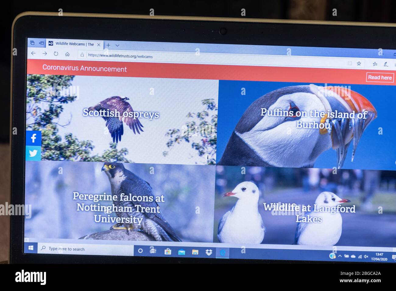 Connessione con la natura guardando la fauna selvatica fiducia webcams live durante il 2020 coronavirus covid-19 pandemic lockdown periodo, Regno Unito Foto Stock