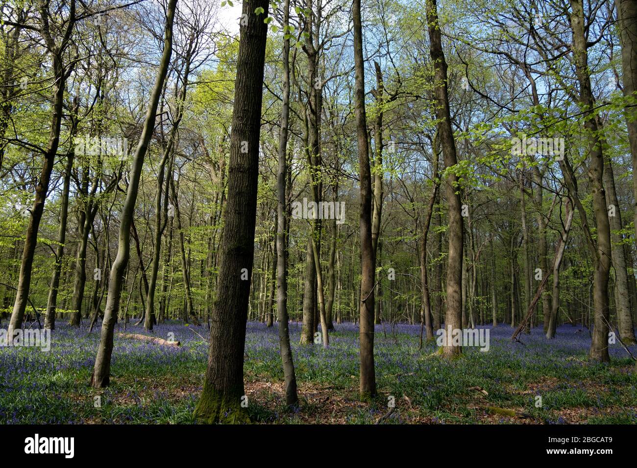 Bluebells in Hazelborough Wood, Silverstone, Northamptonshire. Foto Stock