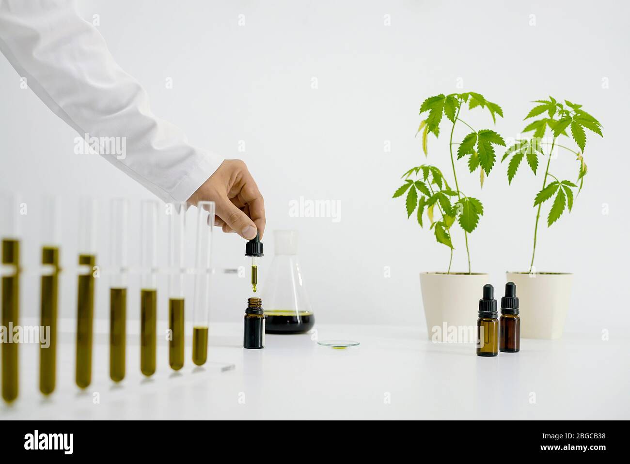 Tavolo bianco con pianta marijuana in ceramica. Provetta di vetro e matraccio da laboratorio con olio. Far cadere manualmente l'olio CBD dalla pipetta al vetro dell'orologio Foto Stock