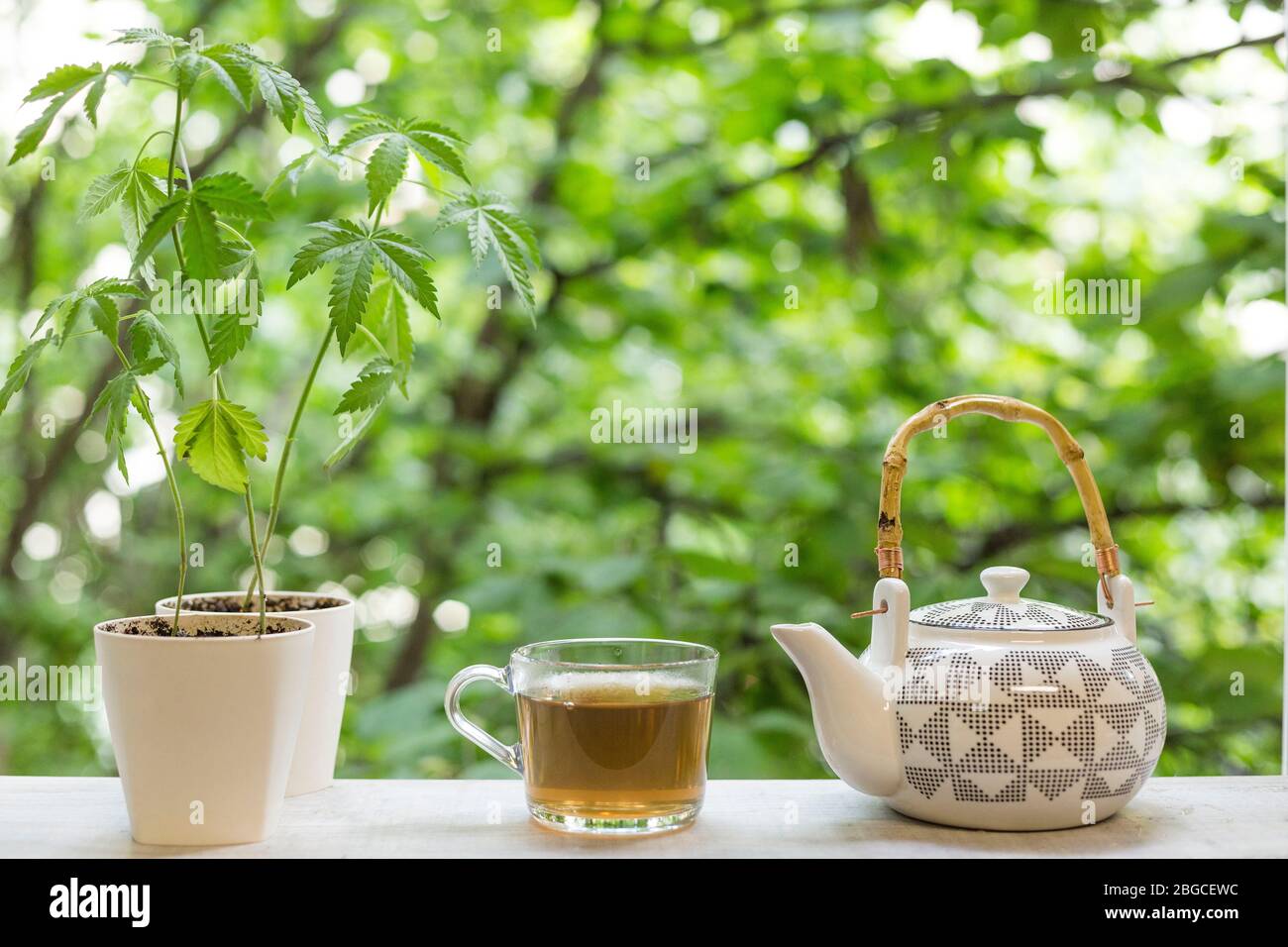 Tè e teiera caldi del CBD nelle finestre. Albero in background Foto Stock