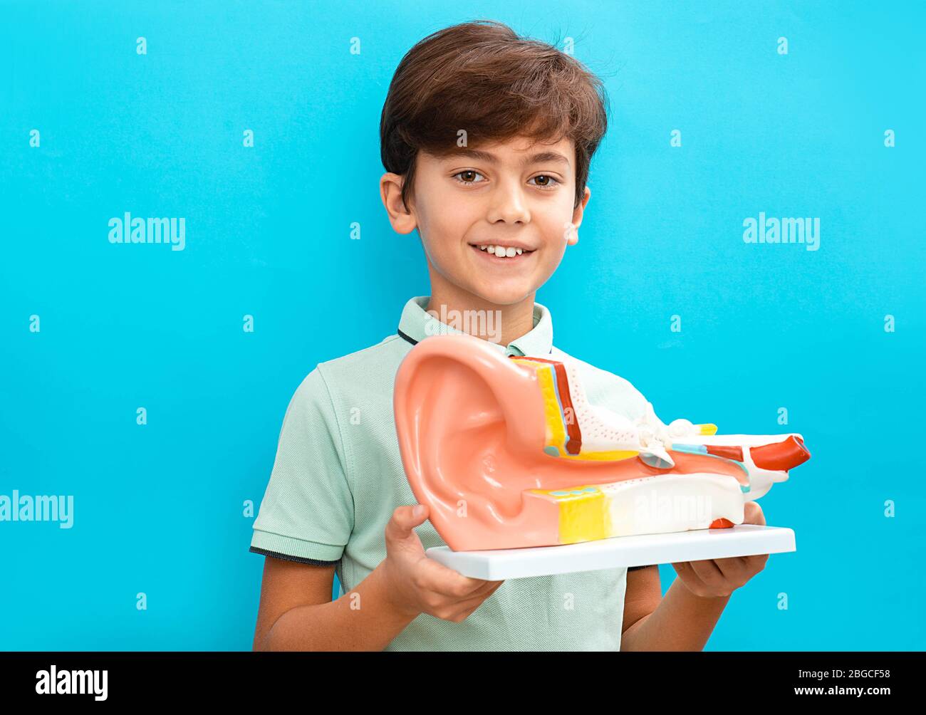 Cute misto razza bambino tenendo modello di orecchio umano. Esame dell'orecchio e trattamento dell'orecchio di concetto Foto Stock