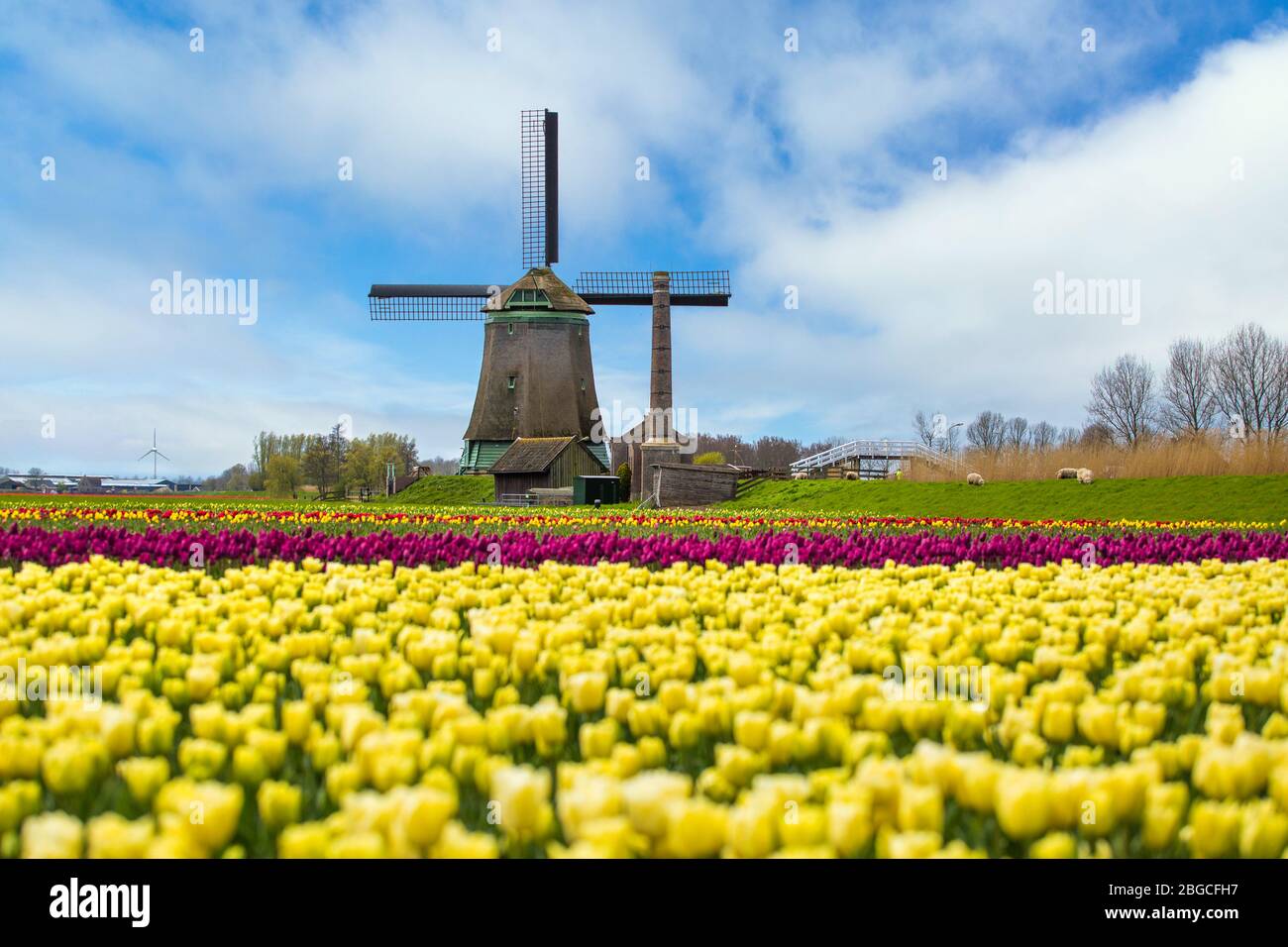 Tulipani gialli e mulino a vento in Olanda Foto Stock