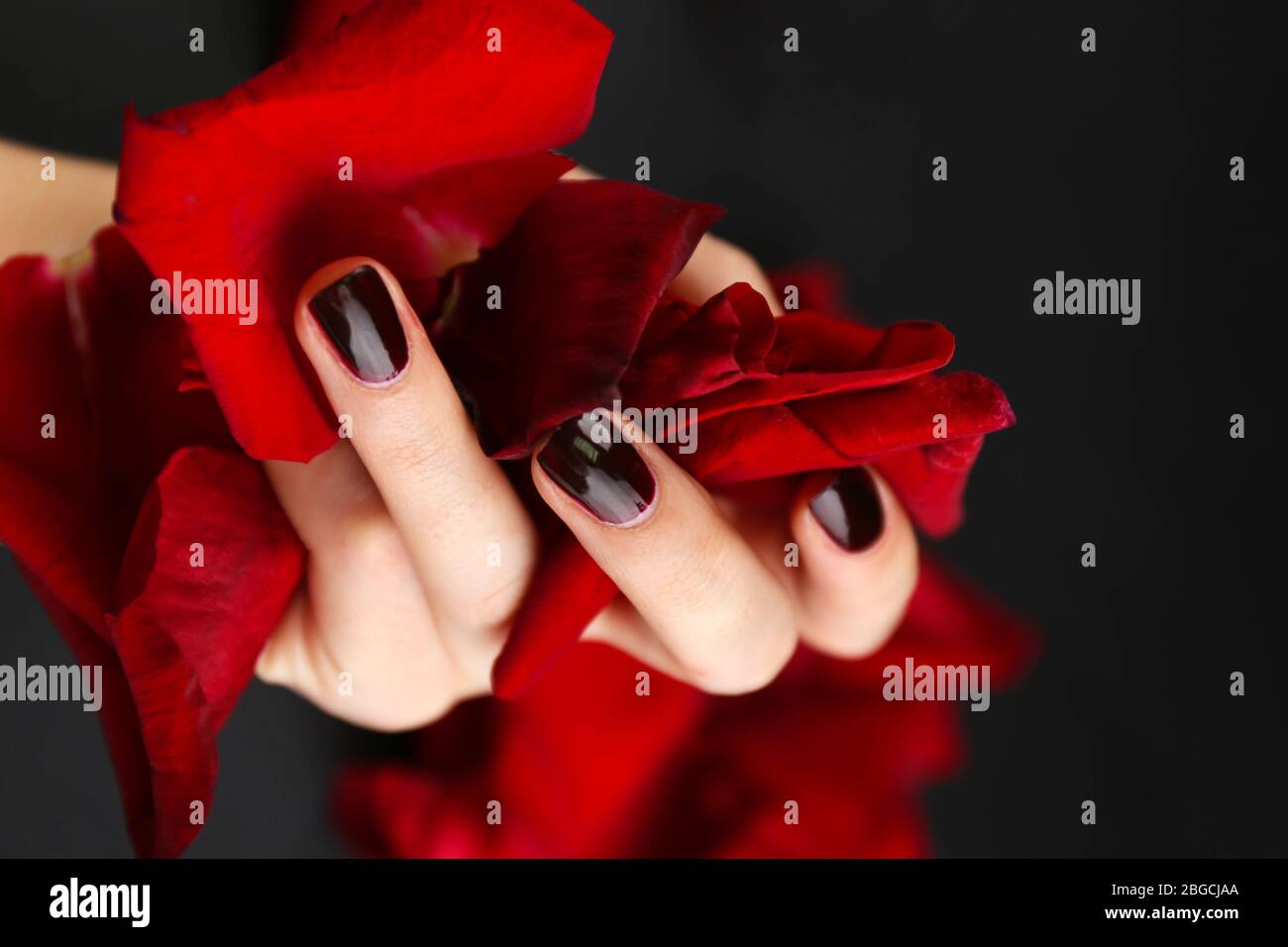 Bellissimi petali di rosa rossa in mano femminile, su sfondo nero Foto Stock