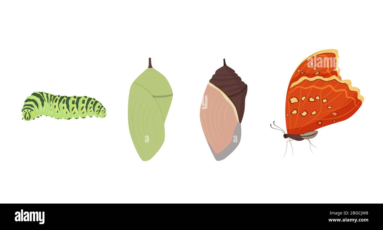 Set di varie illustrazioni vettoriali di trasformazione delle farfalle Illustrazione Vettoriale