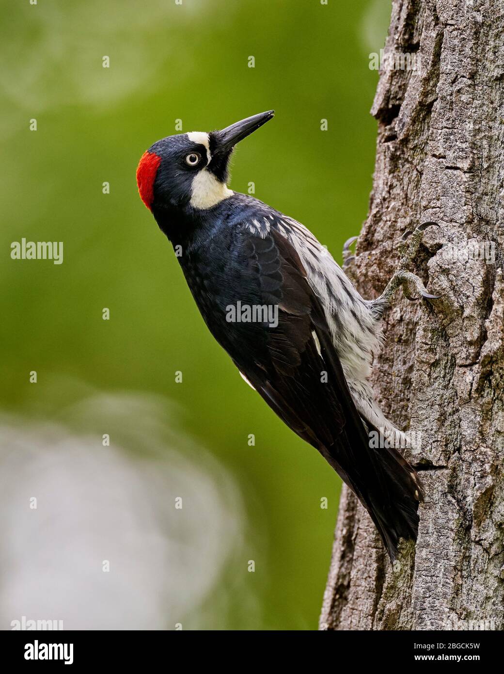 Acorn Woodpecker (Melanerpes formicivorus), Sacramento County California Foto Stock