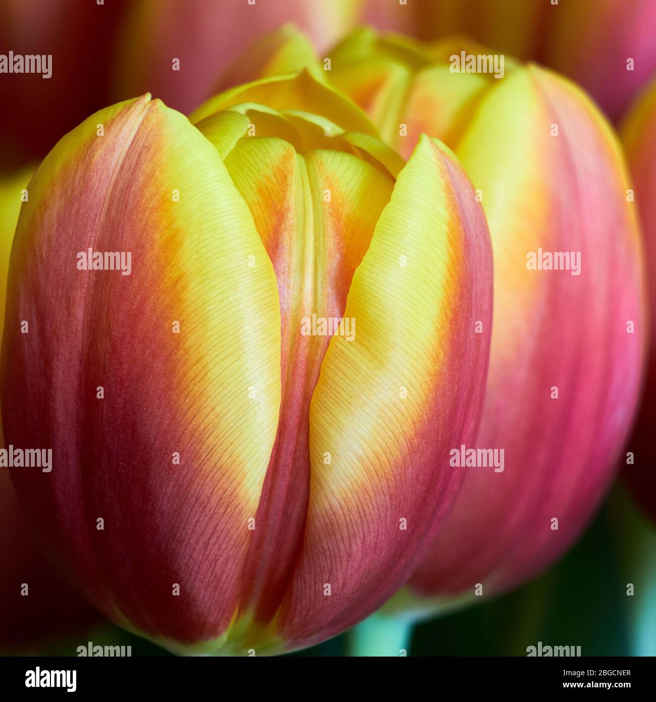 primo piano o dettaglio da un tulipano con bellissimi petali di forma viola e giallastra e un po 'di sfondo morbido in una cornice quadrata Foto Stock