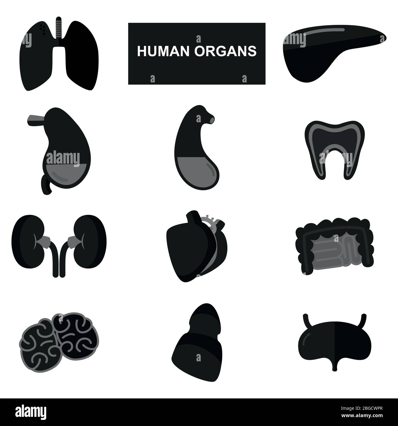 Silhouette di organi umani su sfondo bianco Illustrazione Vettoriale