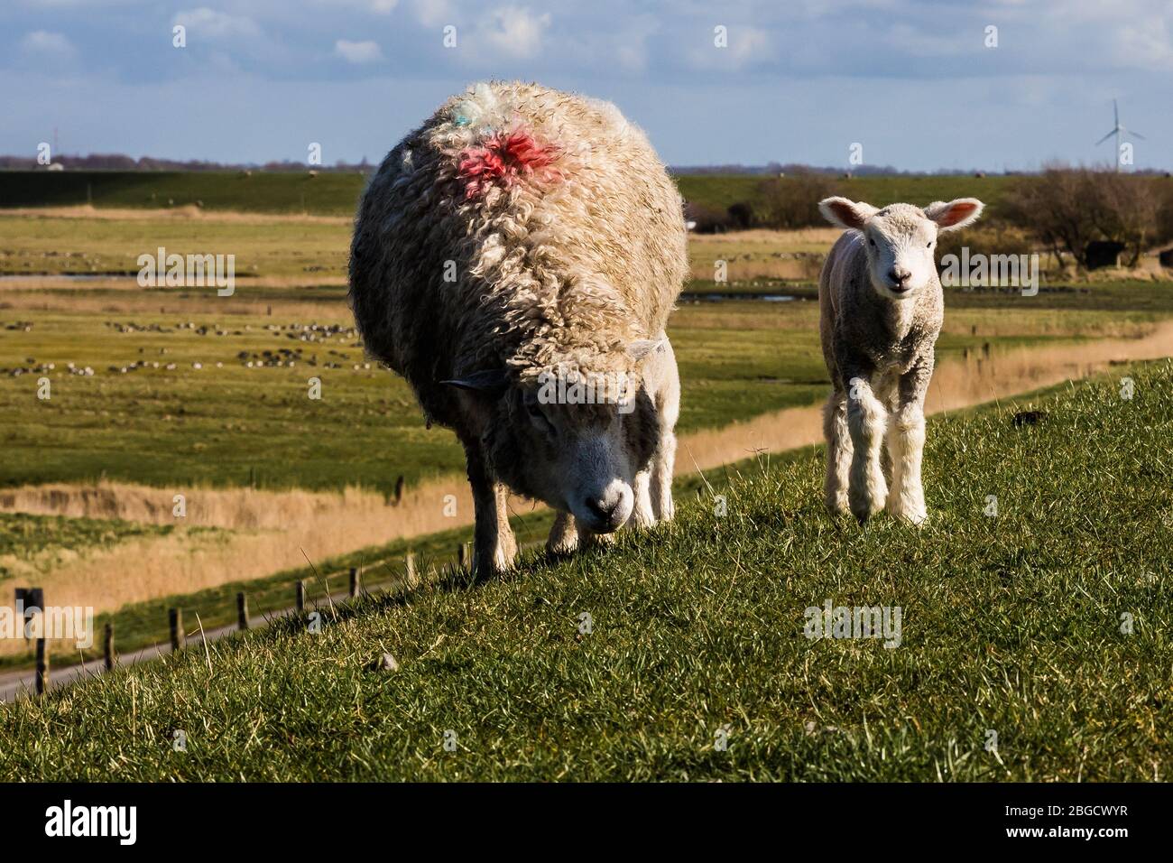 Nella parte settentrionale della Germania su un levee in attesa che le pecore piccole passino. Foto Stock