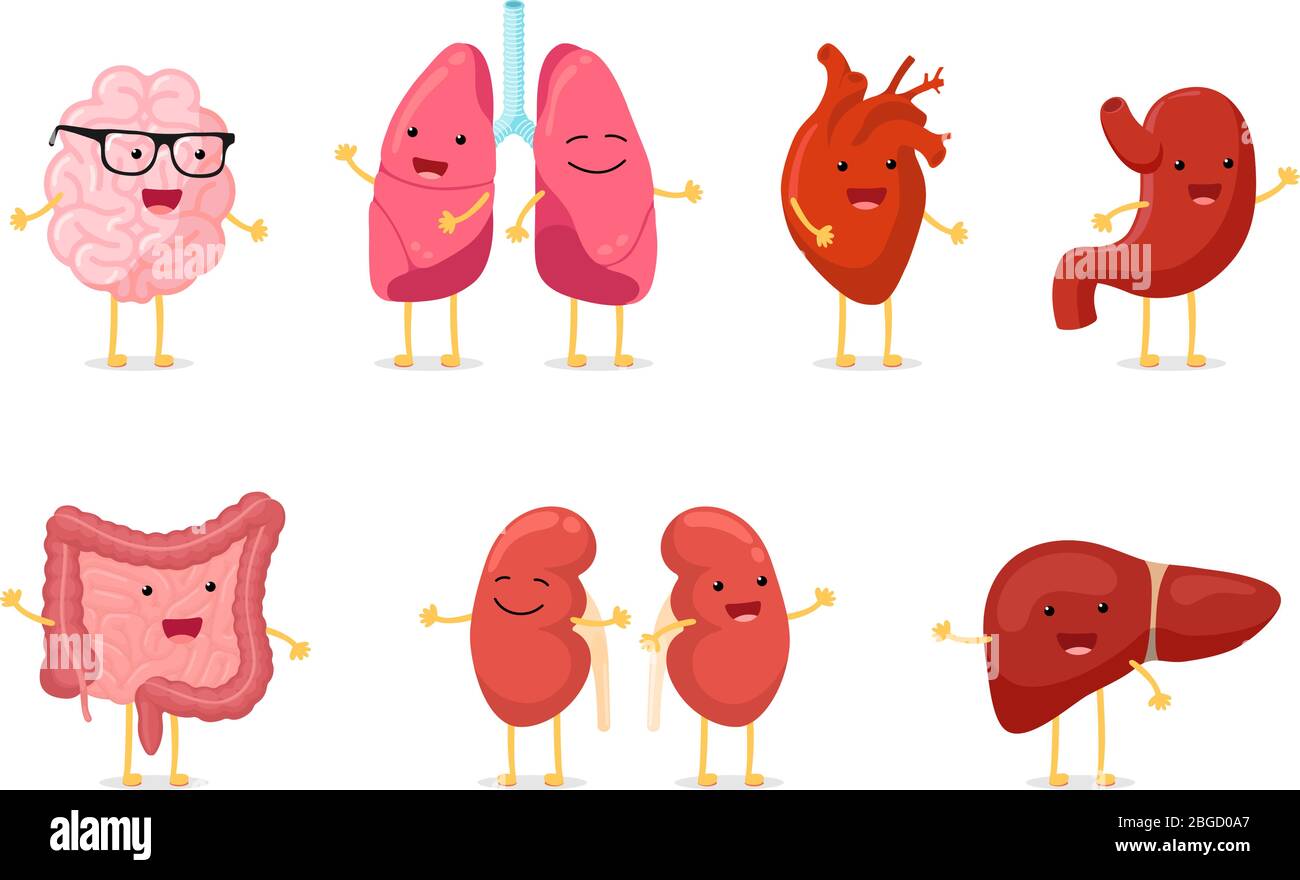 Carino cartone animato sano anatomia umana interno organo set di caratteri con cervello polmone intestino cuore reni fegato e mascotte stomaco. Illustrazione eps vettoriale isolato Illustrazione Vettoriale