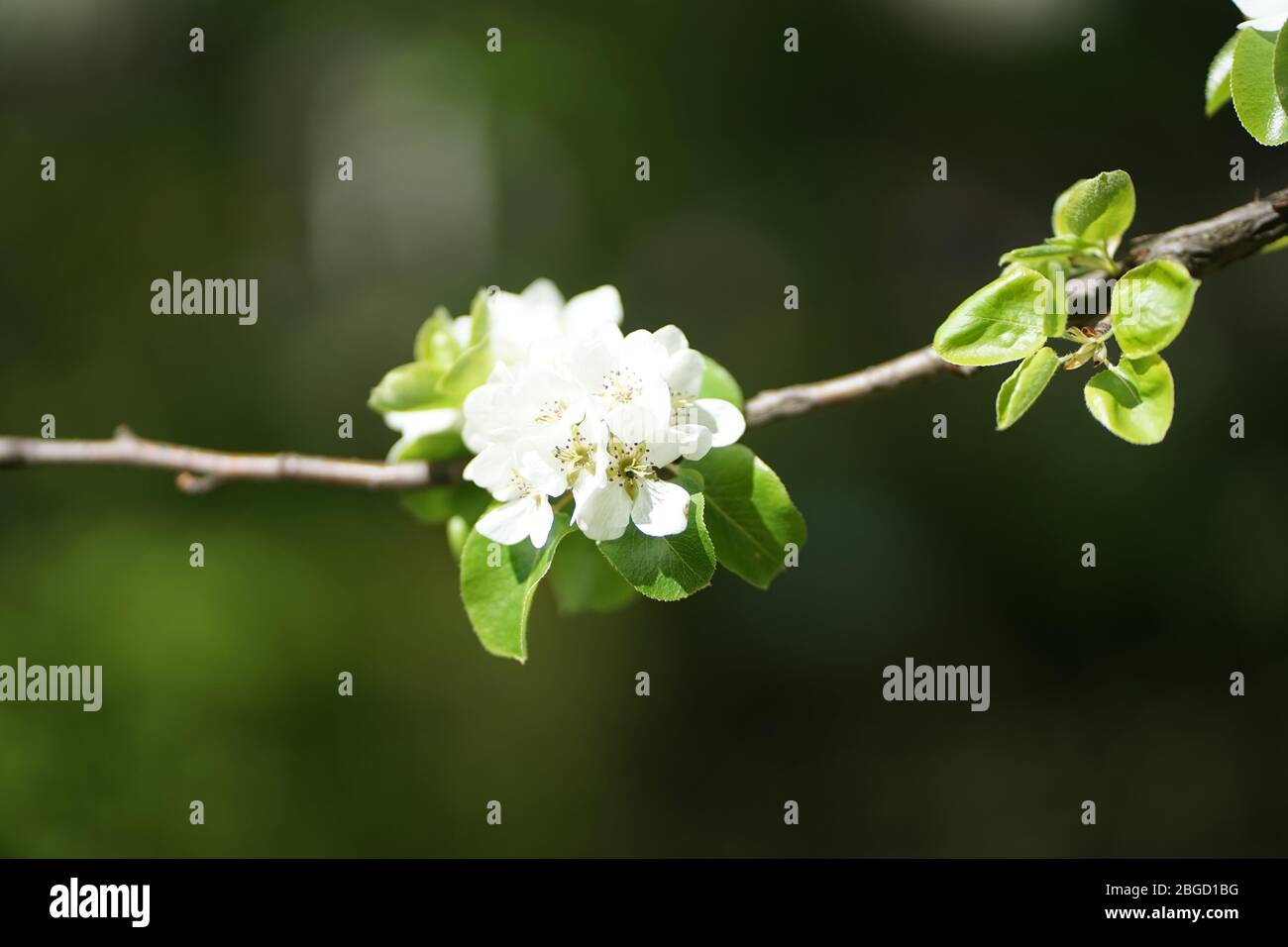 Primo piano di bianco albero di mele selvatiche fioritura Foto Stock