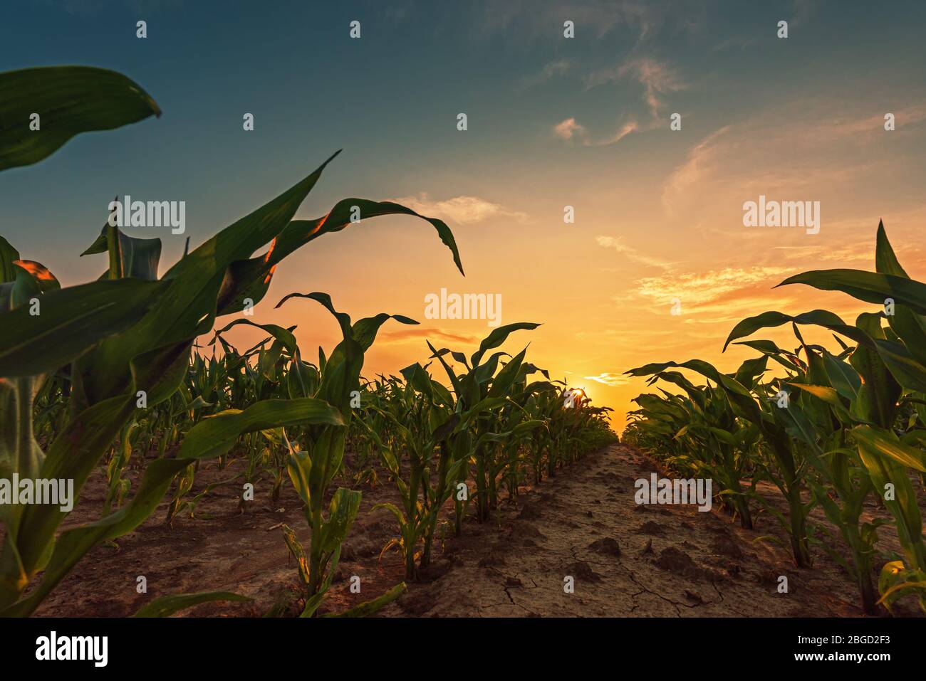 Campo di mais in sunset. Verde giovane mais piante che crescono su terreni agricoli. Foto Stock