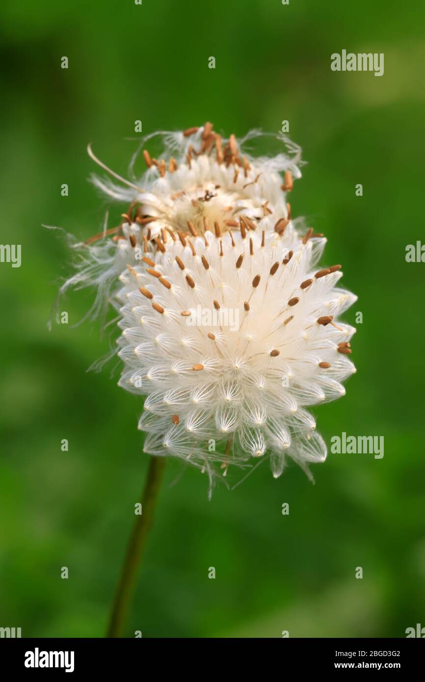 semi di piante sparsi dal vento su sfondo verde, possono essere utilizzati come specie di erbe medicinali, possono trattare la malattia, scattate foto allo stato naturale selvaggio Foto Stock