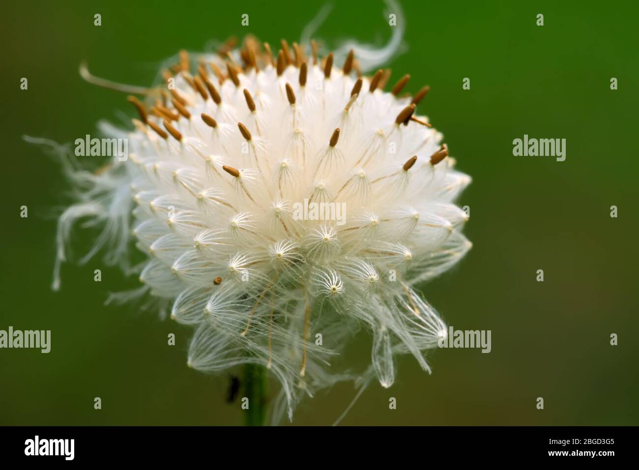 semi di piante sparsi dal vento su sfondo verde, possono essere utilizzati come specie di erbe medicinali, possono trattare la malattia, scattate foto allo stato naturale selvaggio Foto Stock