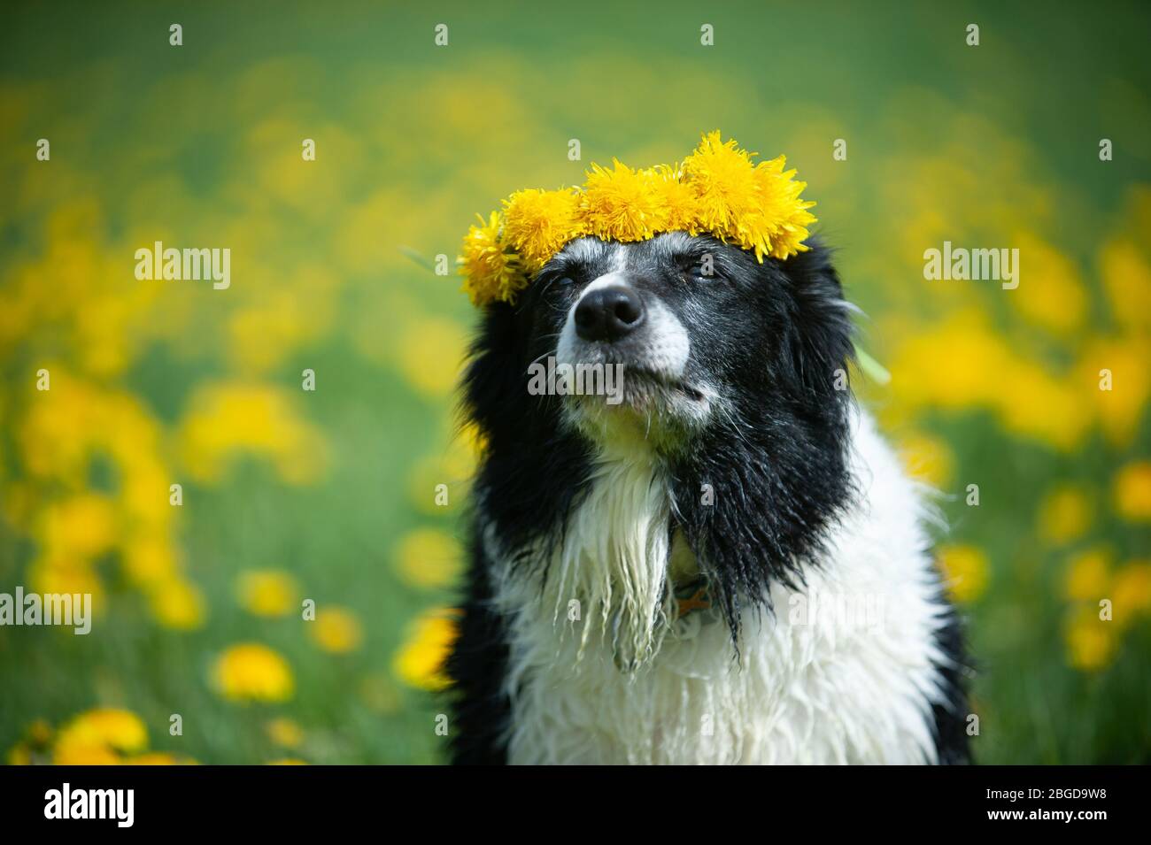 Vecchio colore nero e bianco bordo con i denti. Cane con corona di fiori. Foto Stock