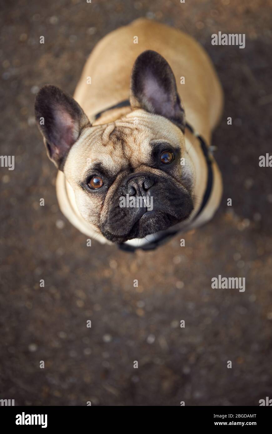 Puppy francese Fawn Bulldog guardando fotocamera ritratto con spazio copia. Foto Stock