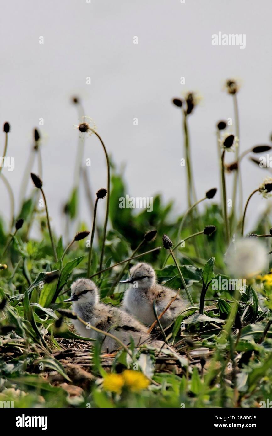 AVOCET (Recurvirostra avosetta) pulcini nel nido, Regno Unito. Foto Stock