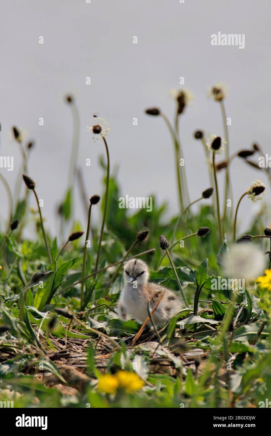 AVOCET (Recurvirostra avosetta) pulcino nel nido, Regno Unito. Foto Stock