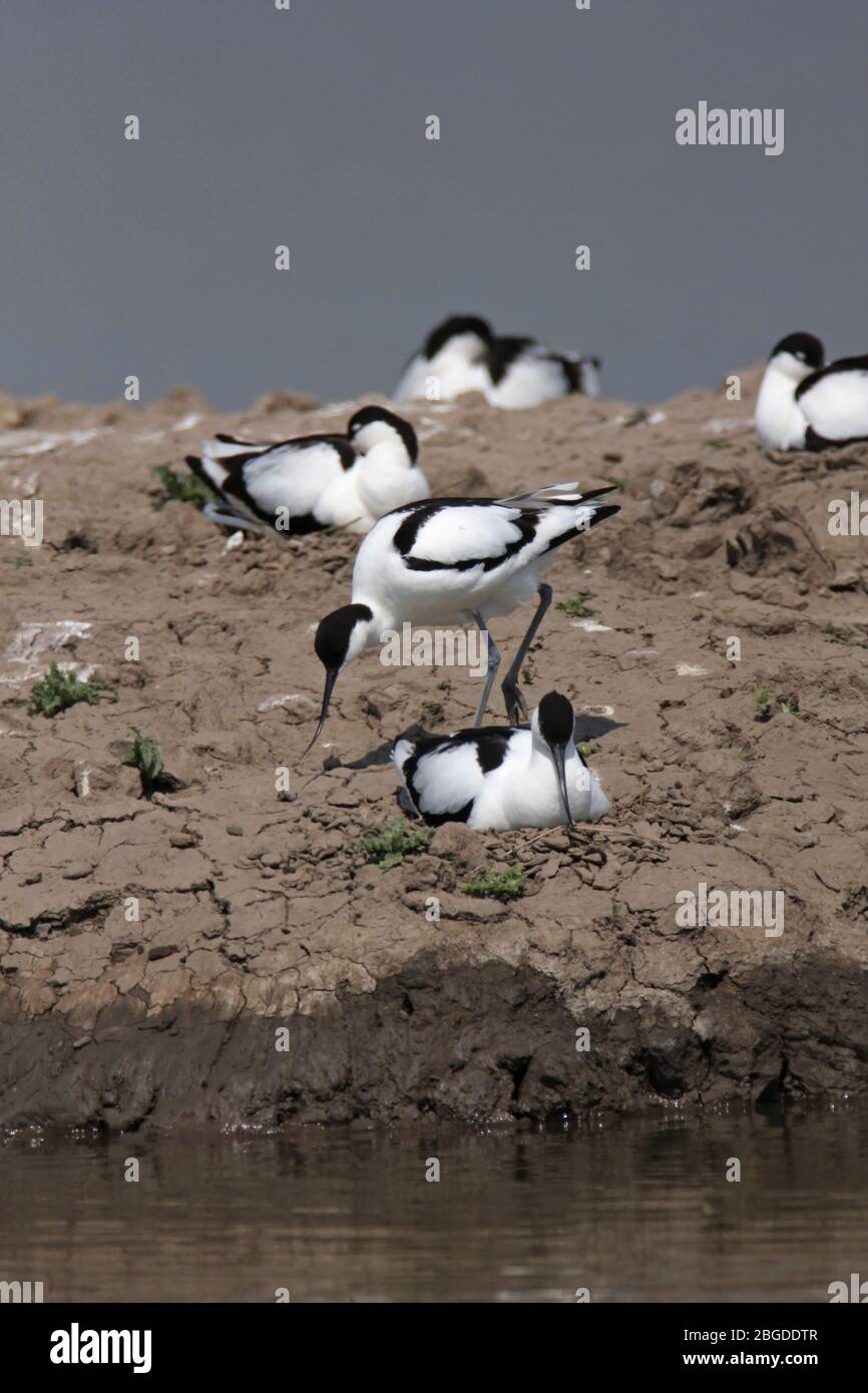 GRUPPO DI AVOCET (Recurvirostra avosetta) presso il loro sito di nidificazione su un'isola delle zone umide, Blacktoft Sands, East Yorkshire, UK. Foto Stock