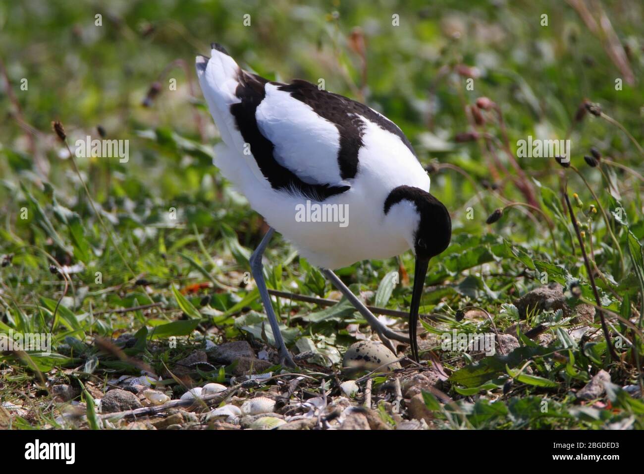 AVOCET (Recurvirostra avosetta) che tende alle sue uova su un'isola umida, Ribble Estuario, Lancashire, Regno Unito. Foto Stock