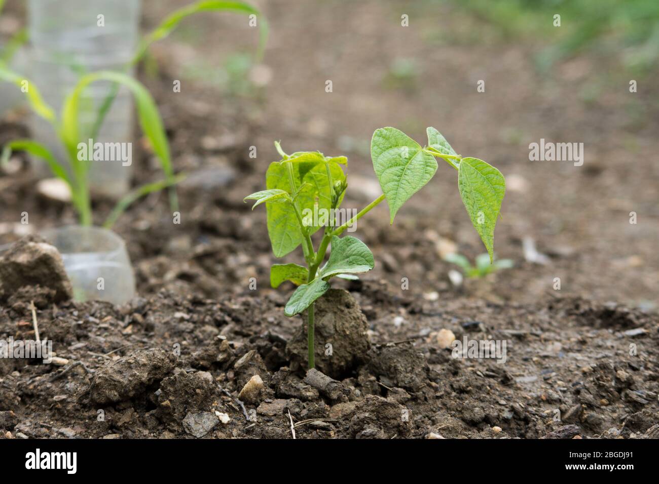 Primavera, fagioli comuni, Phaseolus vulgaris piantando in orto urbano. Foto Stock