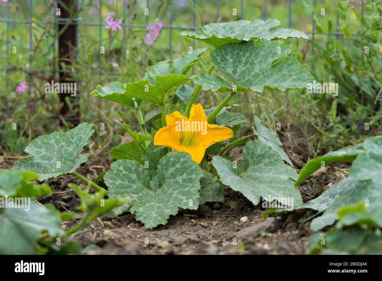 Fiore giallo di una pianta di zucchine o zucchine, Cucurbita pepo, un orto a cubetti in un giardino urbano. Foto Stock