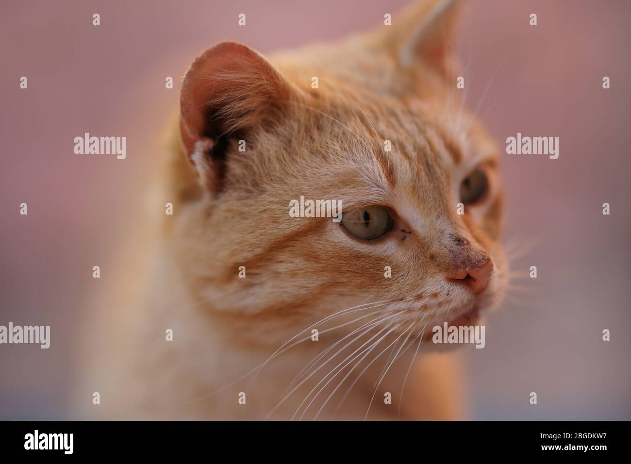 Ritratto closeup divertente gatto zenzero con faccia sporca non lavata Foto Stock