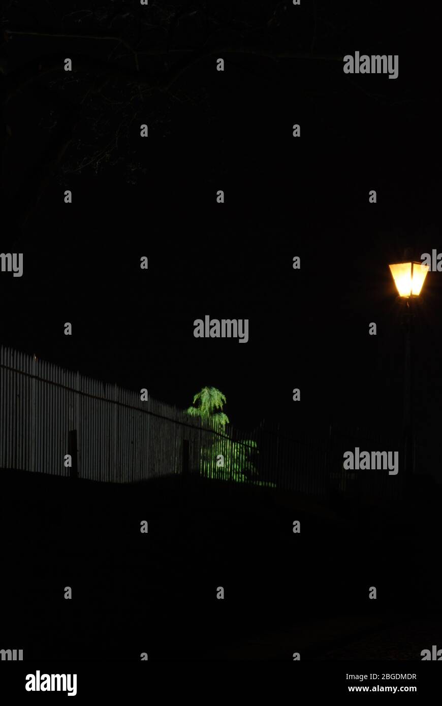 Immagine notturna con luce soffusa da una sola luce stradale che mette in risalto un albero vicino e recinzione contro l'oscurità Foto Stock