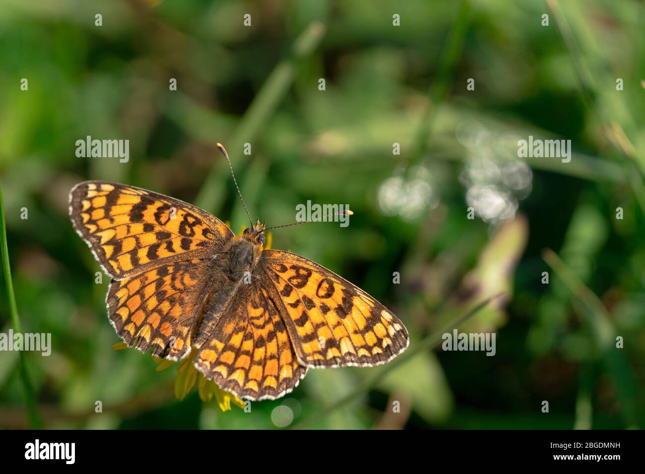 Farfalla Argynnis pafia siede su un fiore giallo con le sue ali giù. Sfondo verde sfocato. Primo piano. Un'alta risoluzione. Spazio libero per il testo Foto Stock