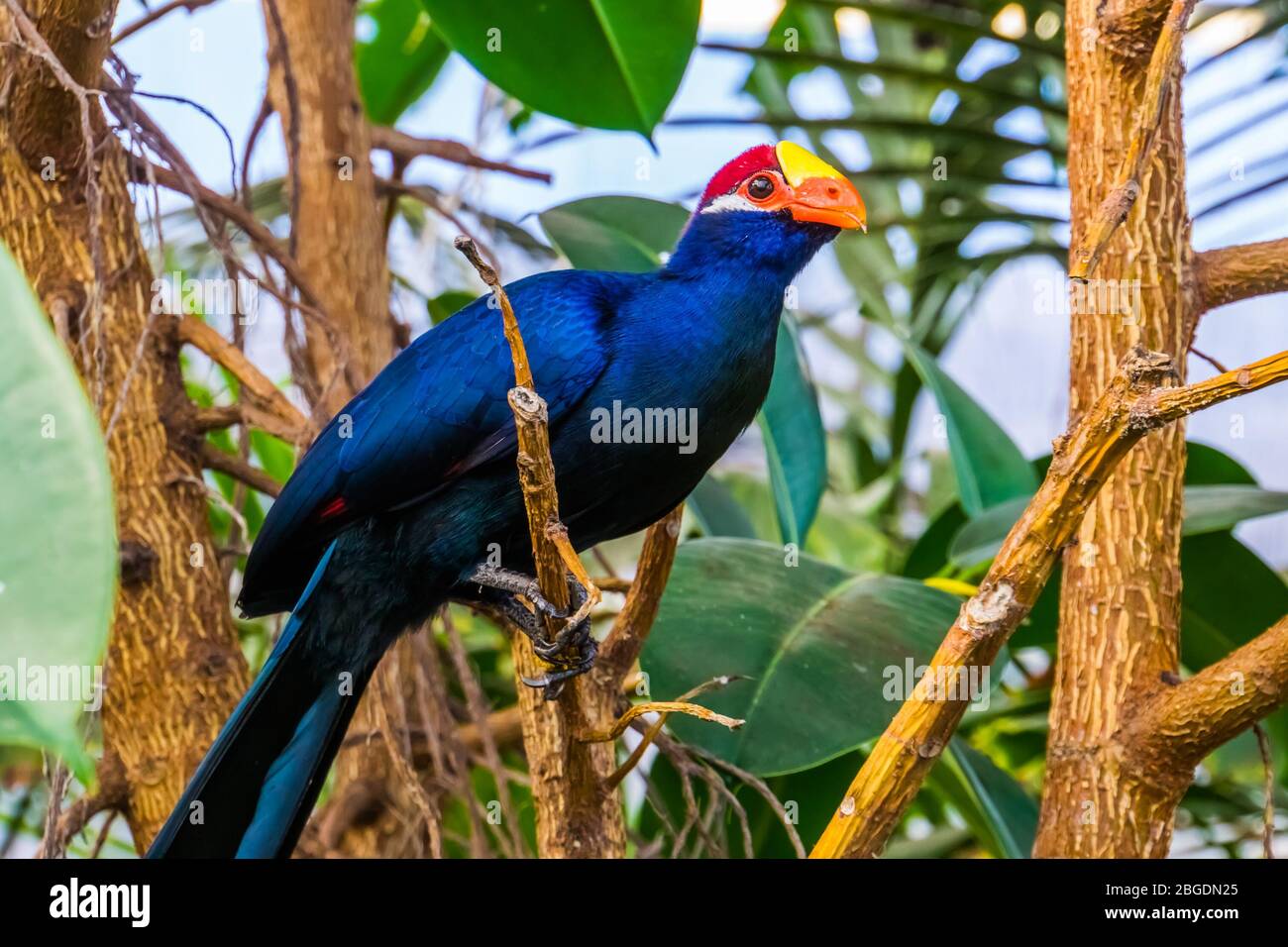 bel ritratto di un turaco violetto, popolare specie esotica di uccelli dall'africa Foto Stock