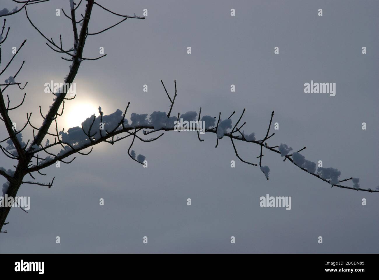 Un sole d'inverno acquoso splende attraverso un cielo grigio e torbido portando nella silhouette una vista ravvicinata di un singolo ramo con grumi di neve che si aggrappano Foto Stock
