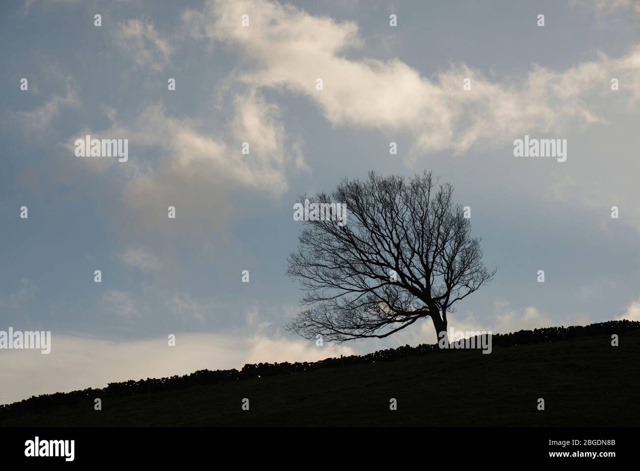 Albero singolo in silhouette con parete in pietra a secco inclinata e passando piccole nuvole di luce contro un cielo blu in inverno Foto Stock