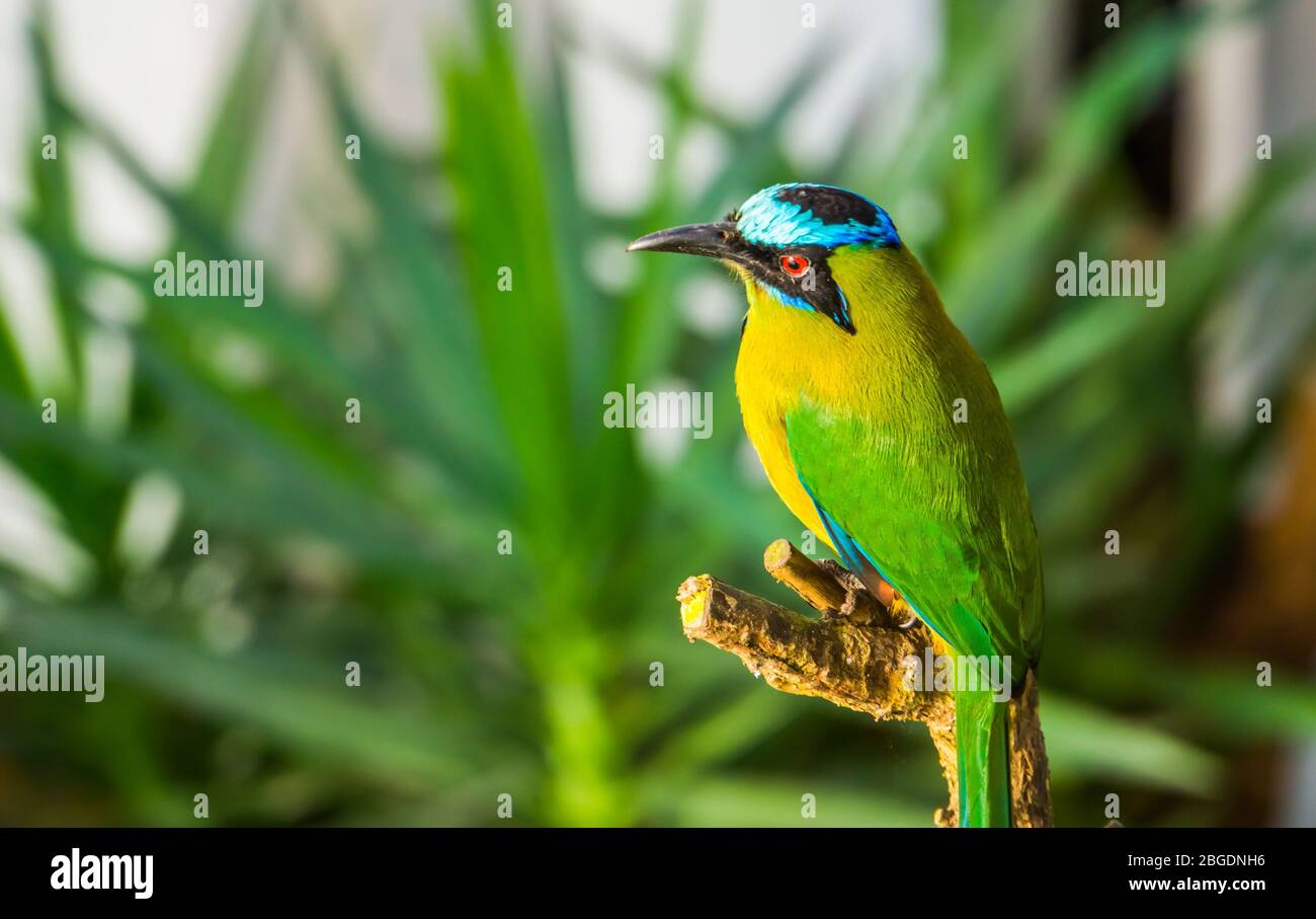 Ritratto di primo piano di un motmot amazzonico, specie di uccelli tropicali colorati dal Sud America Foto Stock