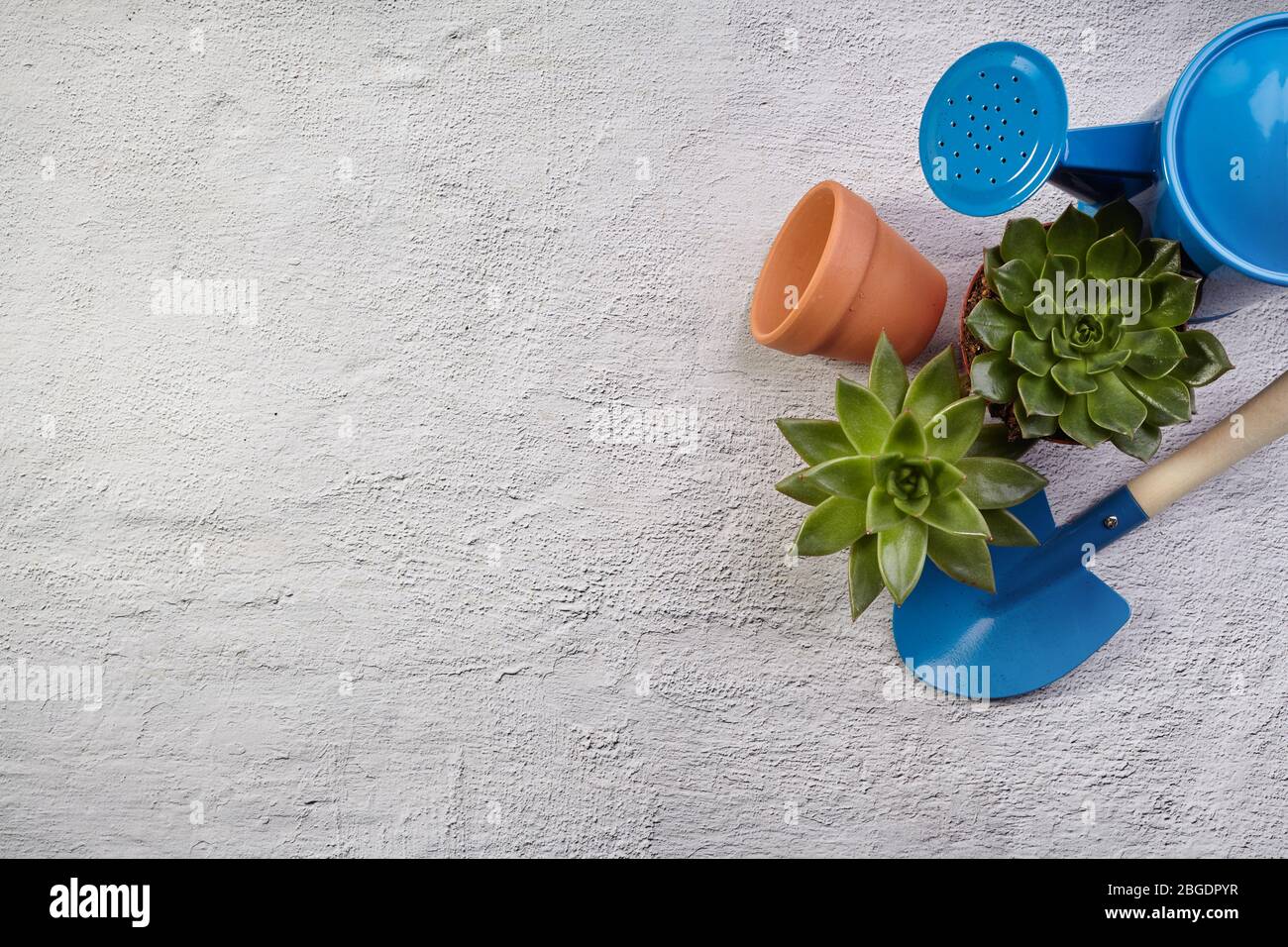 Giardinaggio domestico. Pianta di giardinaggio di semina. Arredamento di casa. Vista dall'alto Foto Stock