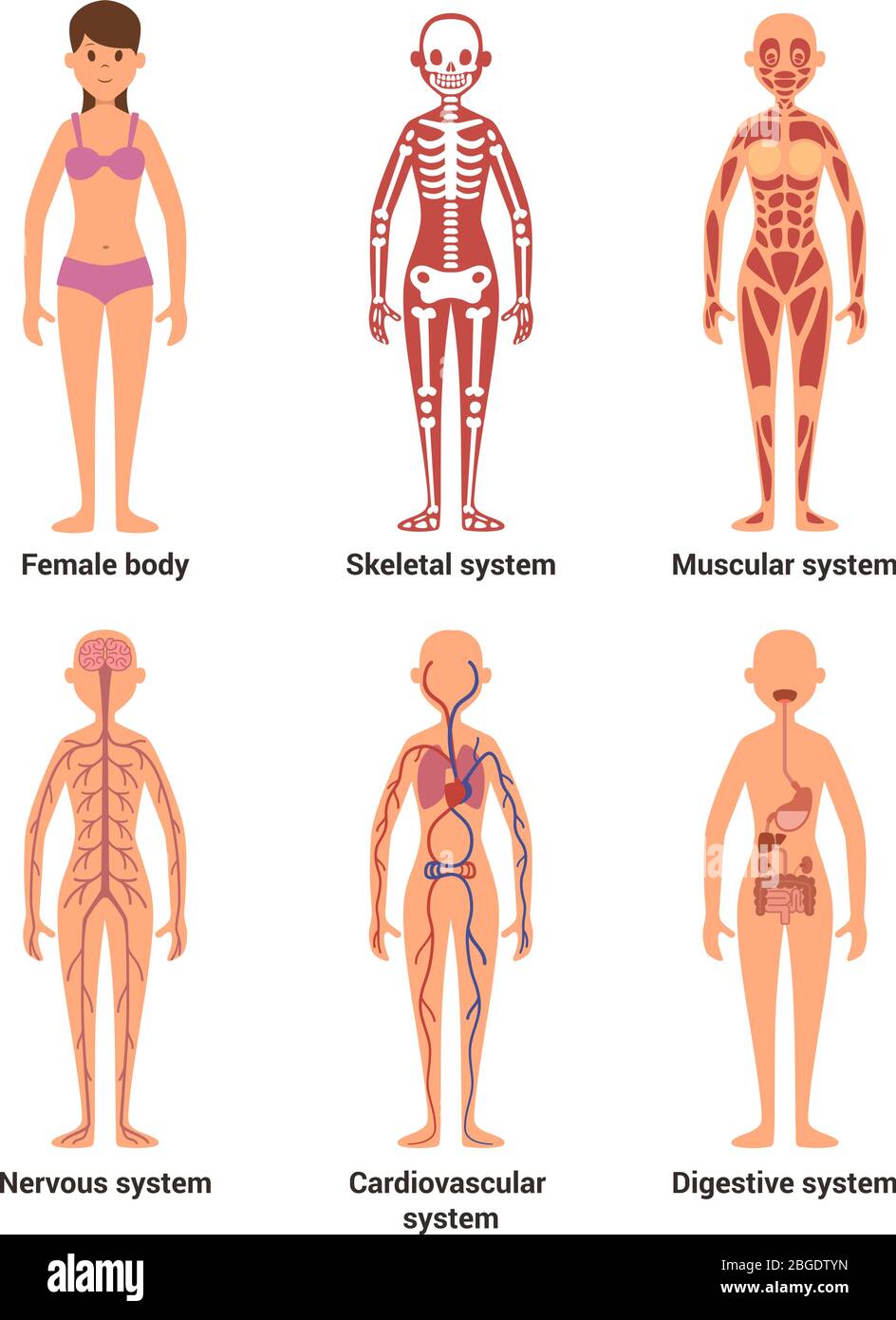 Anatomia della femmina. Illustrazione vettoriale di nervi e sistemi muscolari, cuore e altri organi Illustrazione Vettoriale