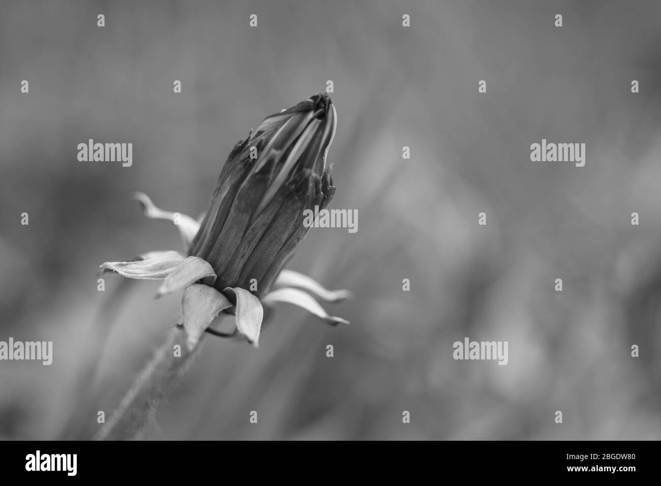Fiore di dente di leone chiuso che cresce in una primavera, foto di BW. Foto Stock