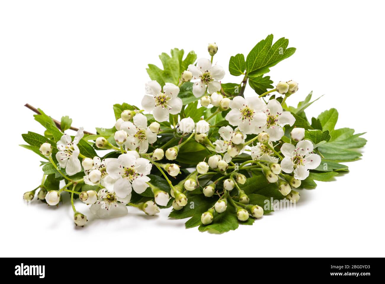 Biancospino (Crataegus monogyna) fiori isolati su sfondo bianco Foto Stock