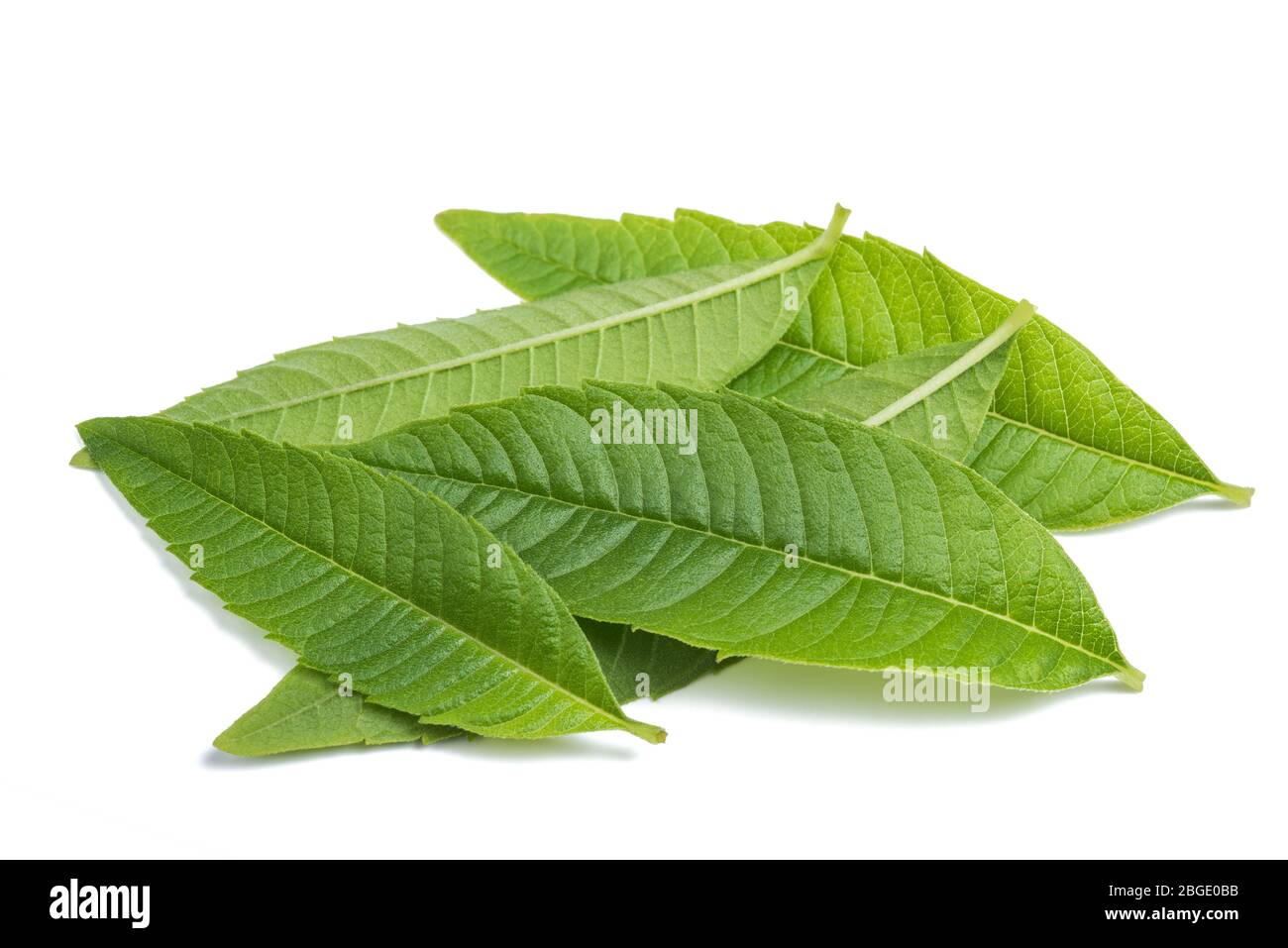Louisa foglie di erbe isolate su sfondo bianco Foto Stock
