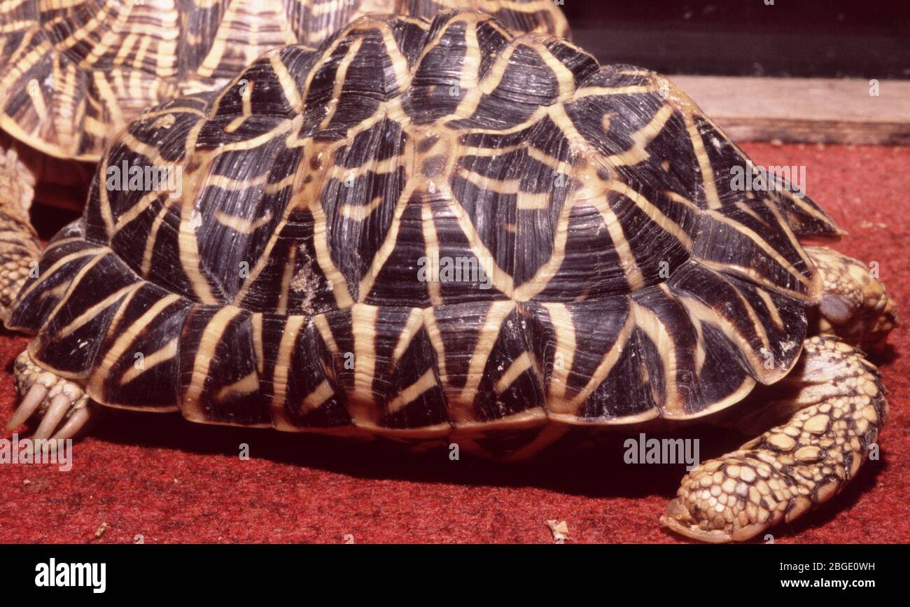 Star indiane tartaruga, Geochelone elegans Foto Stock