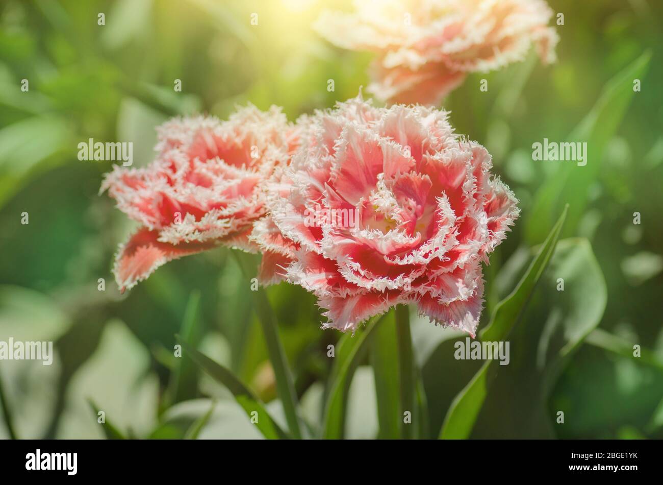 Tulipano di pesca terry sul aiuole. Bella tulipano di color pesca terry frange. Tulipani colorati e luminosi Foto Stock