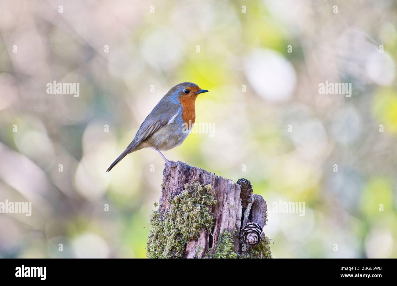 Rapina europea (Erithacus rubecula) fotografata su un ceppo di albero all'inizio della primavera Foto Stock