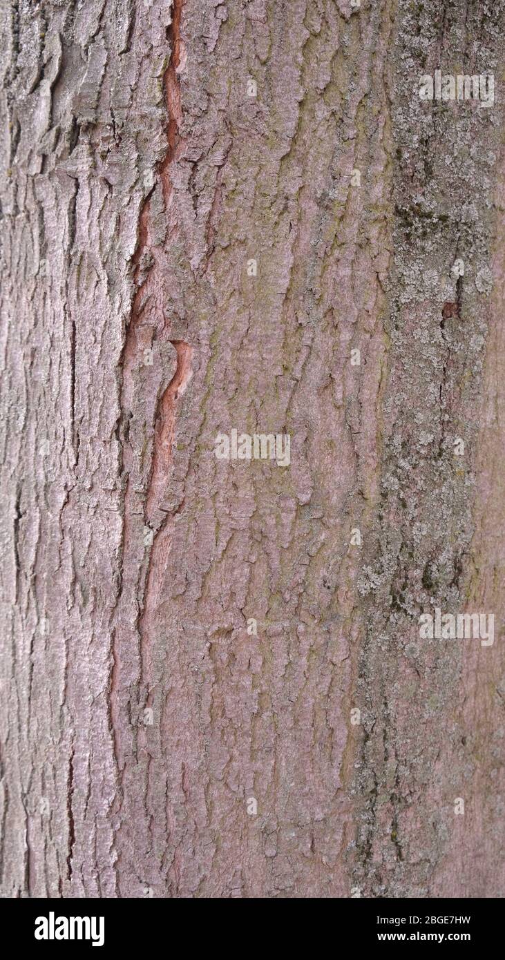 Acer saccharinum Bark Foto Stock