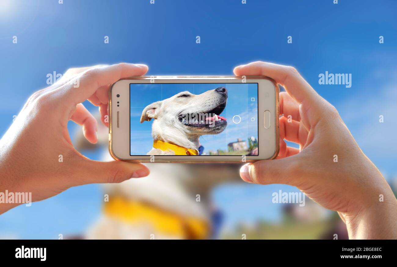 Fotografare un cane. Donna che scatta una foto con la fotocamera di uno smartphone. Una persona che fotografa il suo animale domestico con un telefono delle cellule. Foto Stock