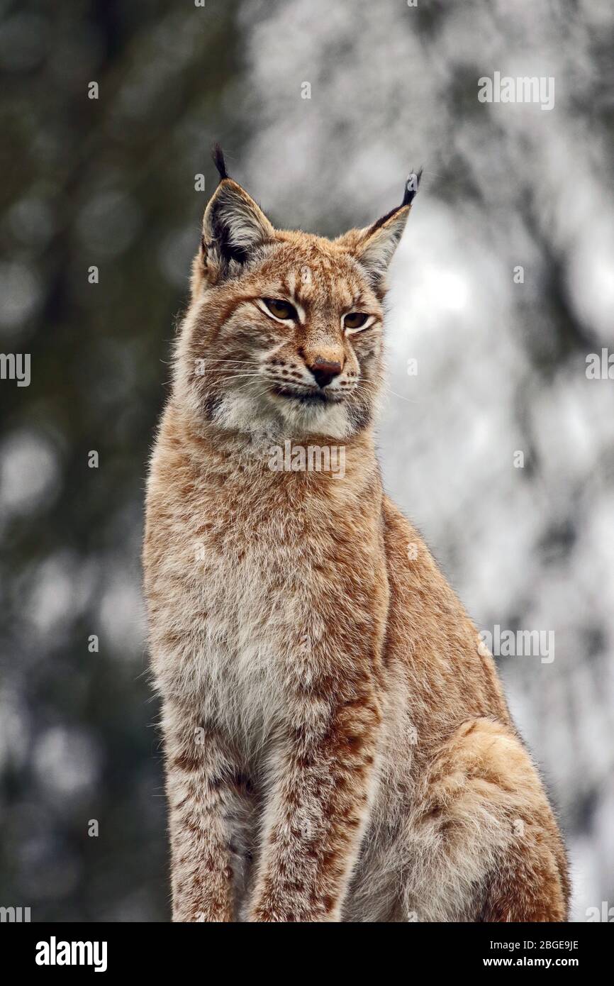 Lynx Eurasian (Lynx lynx) - animale prigioniero. Foto Stock