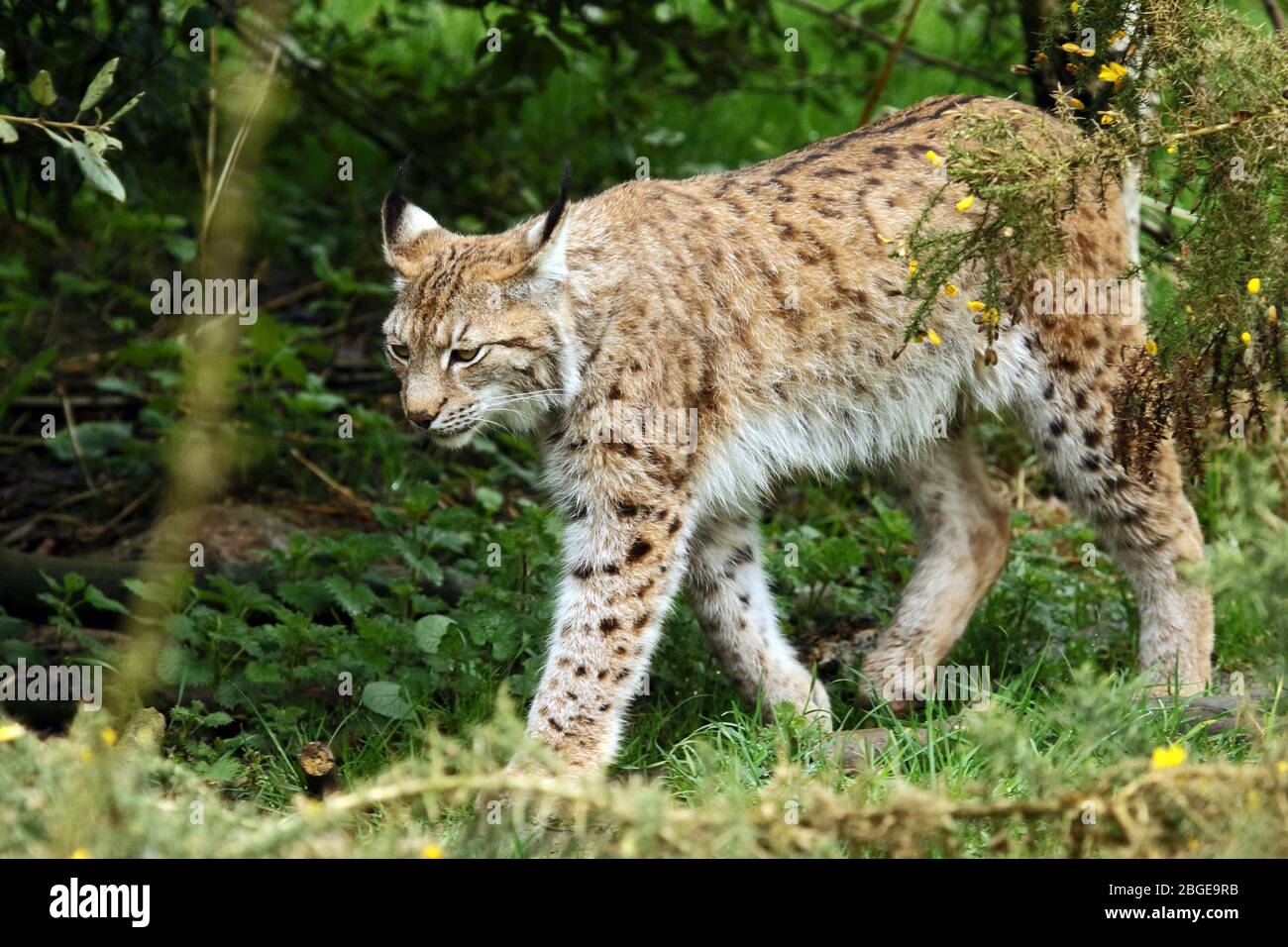 Lynx Eurasian (Lynx lynx) - animale prigioniero. Foto Stock