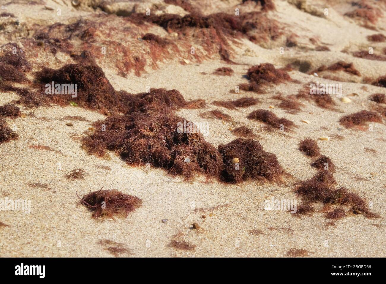 Vacanza sul mare in estate. Alghe marroni sulla spiaggia sabbiosa vicino al mare. Primo piano. Foto Stock