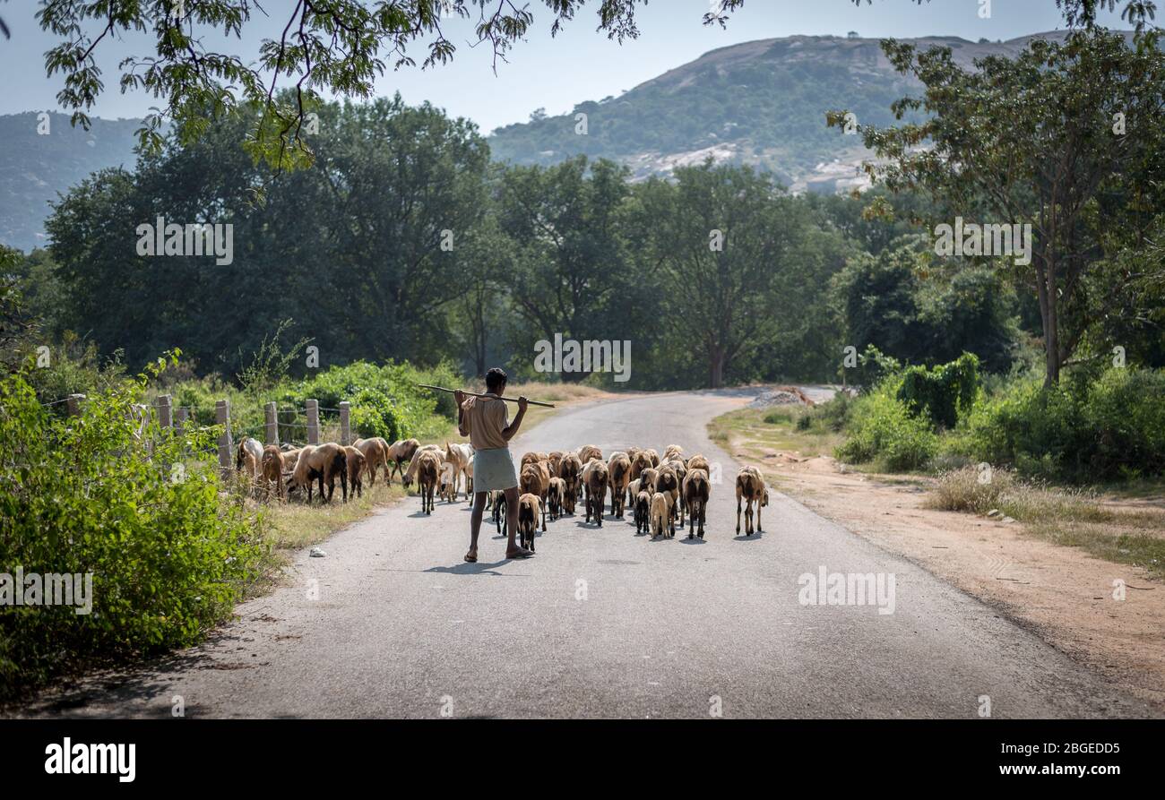 Colpo medio largo di un pastore sulle colline di Horsley con le sue pecore e capra sulla strada Foto Stock